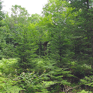 Bose Lake Hemlock Hardwoods Bose Lake Hemlock Hardwoods