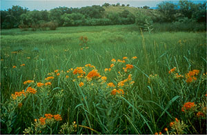 Canelo Hills Cienega Canelo Hills Cienega