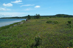 Carrying Place Cove Bog Carrying Place Cove Bog