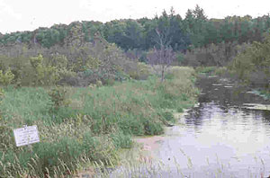 Cedar Creek Natural History Area-Allison Savanna Cedar Creek Natural History Area-Allison Savanna