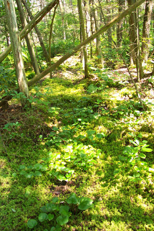 Chester Cedar Swamp Chester Cedar Swamp