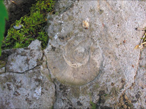 Chazy Fossil Reef Chazy Fossil Reef