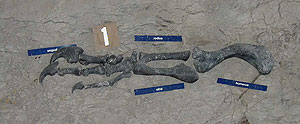 Cleveland-Lloyd Dinosaur Quarry Cleveland-Lloyd Dinosaur Quarry