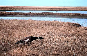 Clarence Rhode National Wildlife Range Clarence Rhode National Wildlife Range