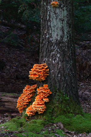 Cook Forest Cook Forest
