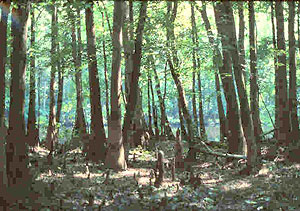 Congaree River Swamp Congaree River Swamp