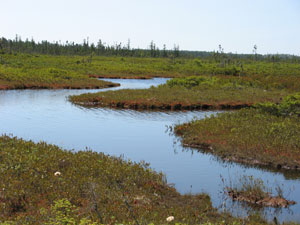 Crystal Bog Crystal Bog