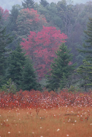 Cranberry Glades Botanical Area Cranberry Glades Botanical Area