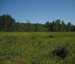 Cranesville Swamp Nature Sanctuary Cranesville Swamp Nature Sanctuary