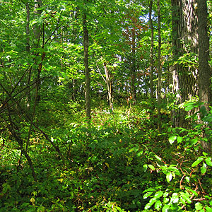 Davis-Purdue Agricultural Center Forest Davis-Purdue Agricultural Center Forest
