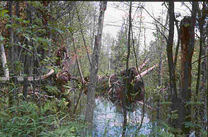 Dead Stream Swamp Dead Stream Swamp