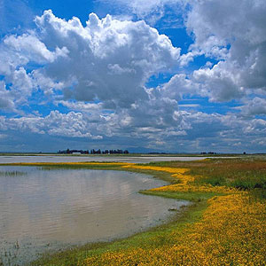 Dixon Vernal Pools Dixon Vernal Pools