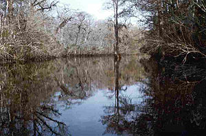 Ebenezer Creek Swamp Ebenezer Creek Swamp