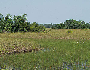 Emeralda Marsh Emeralda Marsh
