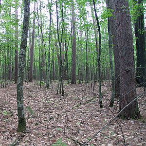 Finnerud Forest Scientific Area Finnerud Forest Scientific Area