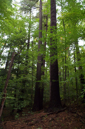 Fisher-Scott Memorial Pines Fisher-Scott Memorial Pines
