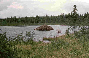 Fisher Spring Run Bog Fisher Spring Run Bog