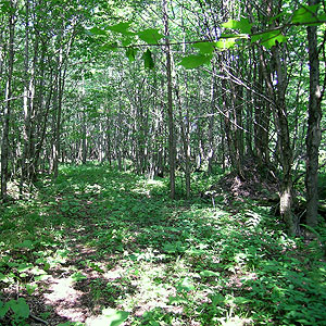 Flambeau River Hemlock-Hardwood Forest Flambeau River Hemlock-Hardwood Forest
