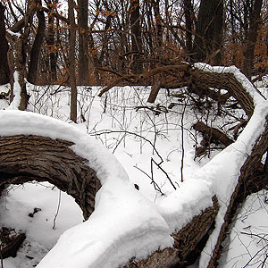 Fontenelle Forest Fontenelle Forest