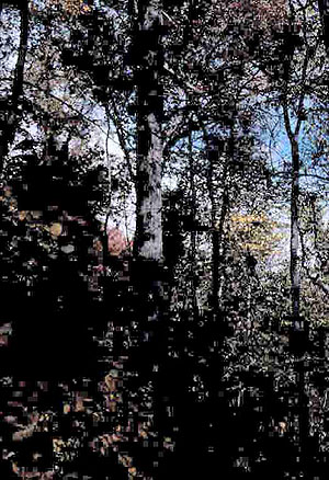 Forest of the Wabash Forest of the Wabash