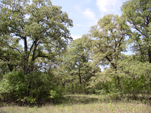 Fort Worth Nature Center and Refuge Fort Worth Nature Center and Refuge
