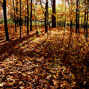 Funks Grove Funks Grove