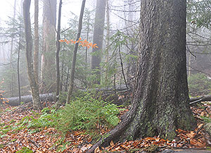 Gaudineer Scenic Area Gaudineer Scenic Area