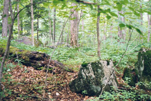Gifford Woods Gifford Woods