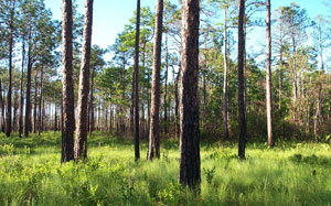 Green Swamp Green Swamp