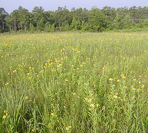 Harrell Prairie Hill Harrell Prairie Hill