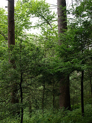 Hemlocks Natural Area Hemlocks Natural Area