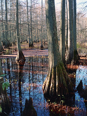 Heron Pond-Little Black Slough Natural Area Heron Pond-Little Black Slough Natural Area