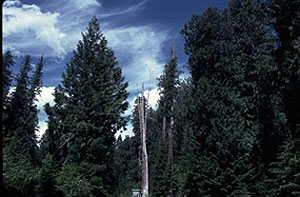 Hobo Cedar Grove Botanical Area Hobo Cedar Grove Botanical Area