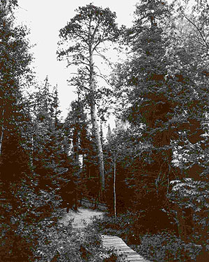 Itasca Natural Area Itasca Natural Area