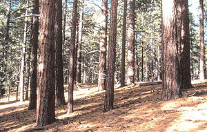 Kaibab Squirrel Area Kaibab Squirrel Area