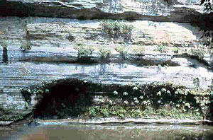 Kickapoo River Natural Area Kickapoo River Natural Area