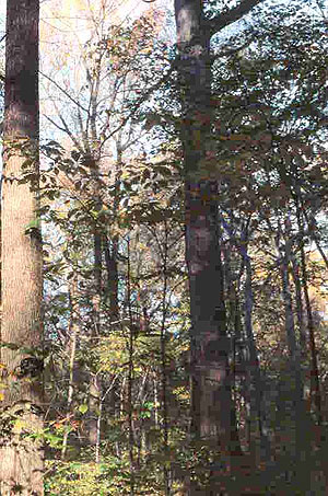 Kramer Woods Kramer Woods