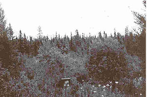 Lake Agassiz Peatlands Natural Area Lake Agassiz Peatlands Natural Area