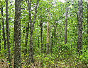 Lake Winona Research Natural Area Lake Winona Research Natural Area