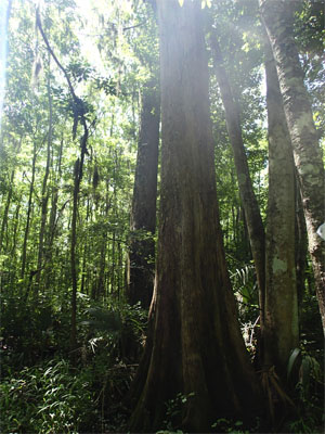 Lewis Island Tract Lewis Island Tract