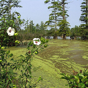 Lower Cache River Swamp Lower Cache River Swamp