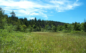 Long Hope Creek Spruce Bog Long Hope Creek Spruce Bog