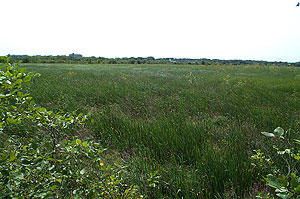 Lynnfield Marsh Lynnfield Marsh