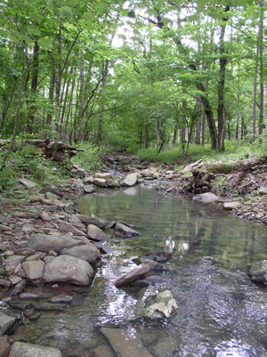 McCurtain County Wilderness Area McCurtain County Wilderness Area