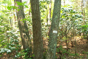 McLean Game Refuge Natural Areas McLean Game Refuge Natural Areas