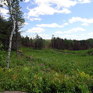 Moquah Barrens Research Natural Area Moquah Barrens Research Natural Area