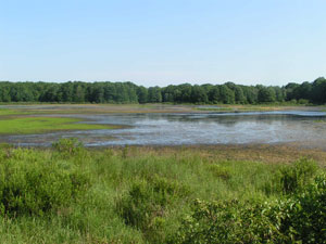 Moss Lake Bog Moss Lake Bog