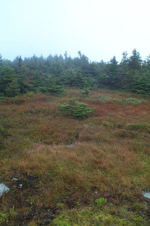 Mount Mansfield Natural Area Mount Mansfield Natural Area