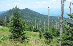 Mount Mitchell State Park Mount Mitchell State Park