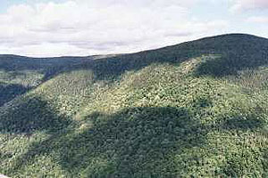 Mt. Greylock Old Growth Spruce Mt. Greylock Old Growth Spruce